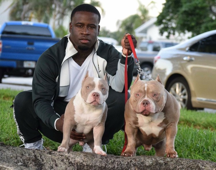 Американский булли карманный покет