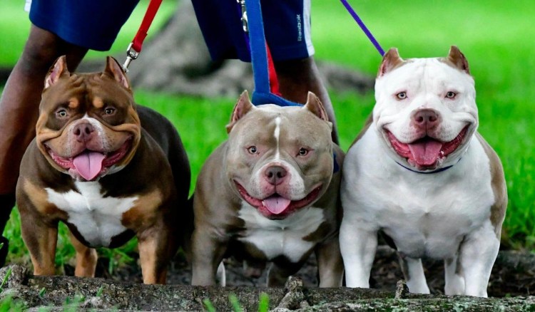 Американский булли покет стандарт