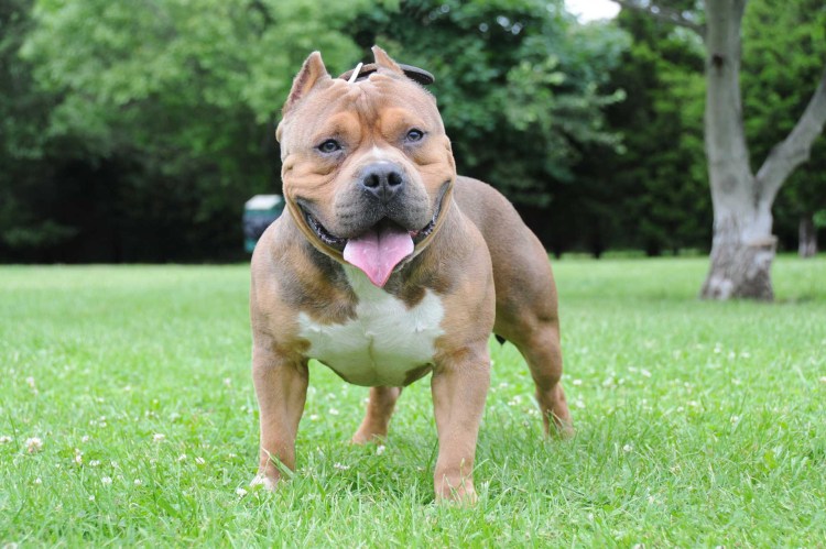 Американский булли стандарт Триколор