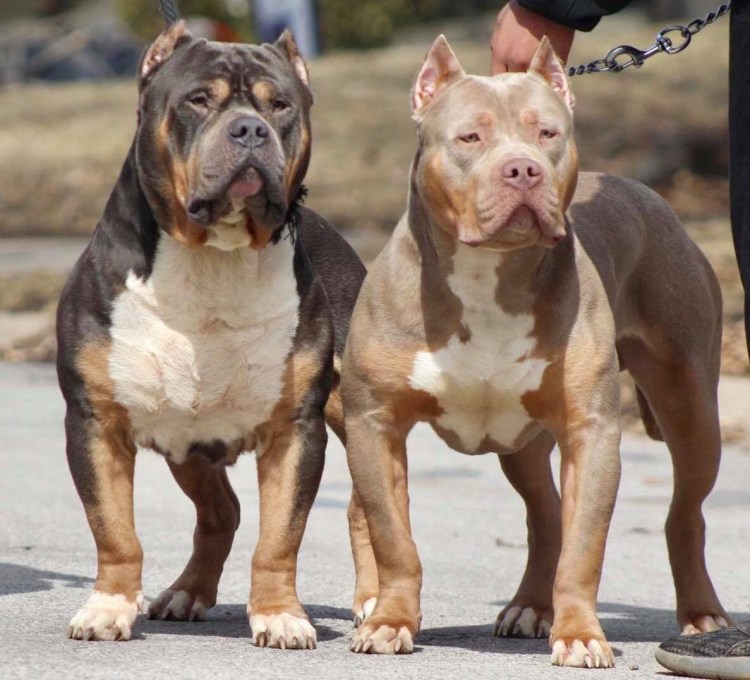 Американский булли покет стандарт