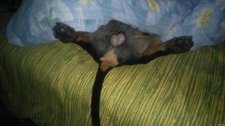 Корсет для собаки таксы