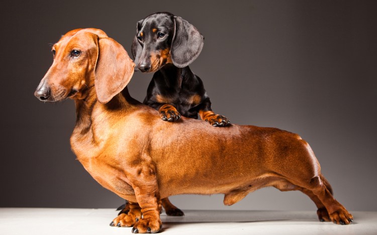 Такса вид сзади