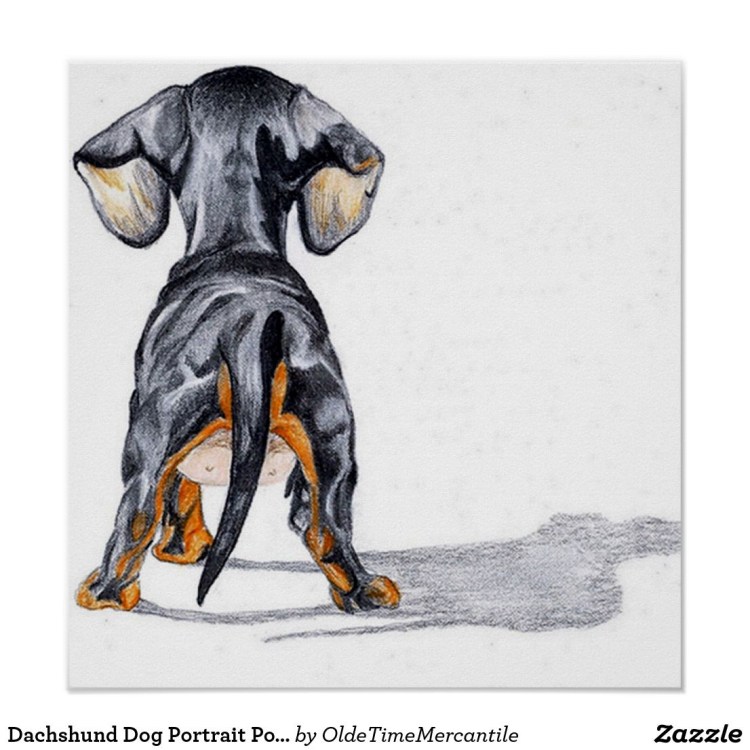 Такса вид сзади