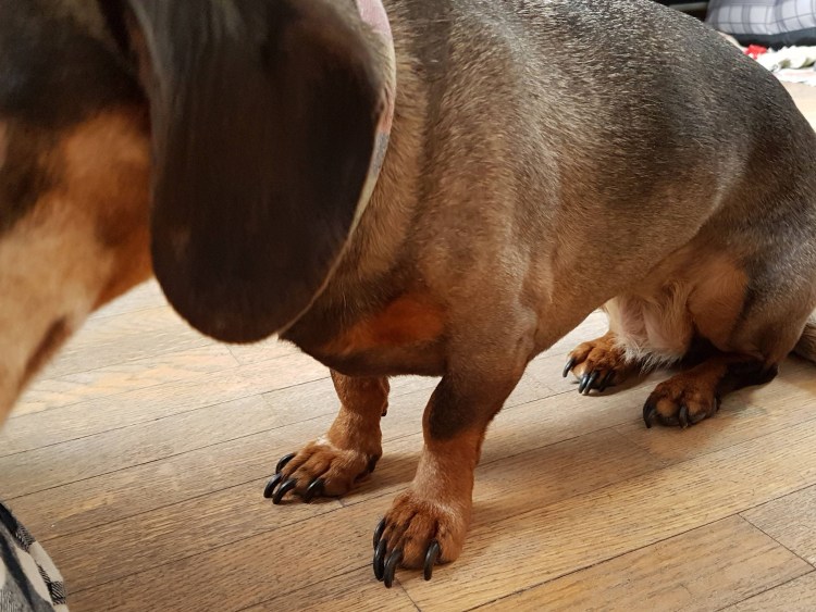 Ампутация прибылых пальцев у собак