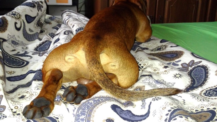 Такса терьер курит