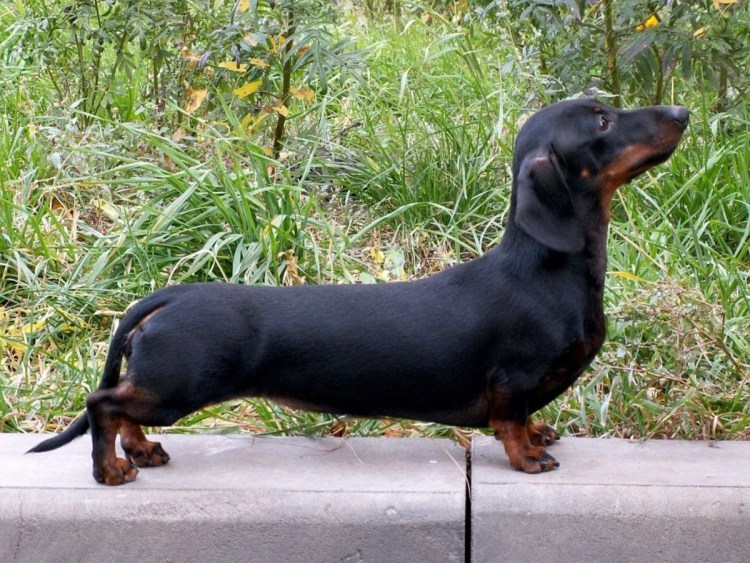 Такса порода собак