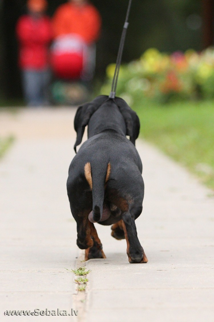 Норден Лихт Кантор