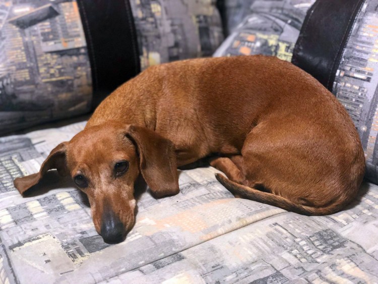 Такса сбоку длинная