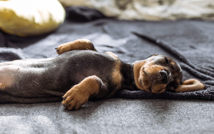 Такса спинальник