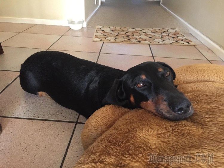 Щенок таксы лапы