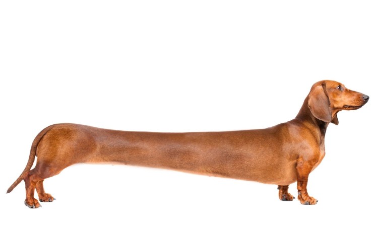 Платформа такса