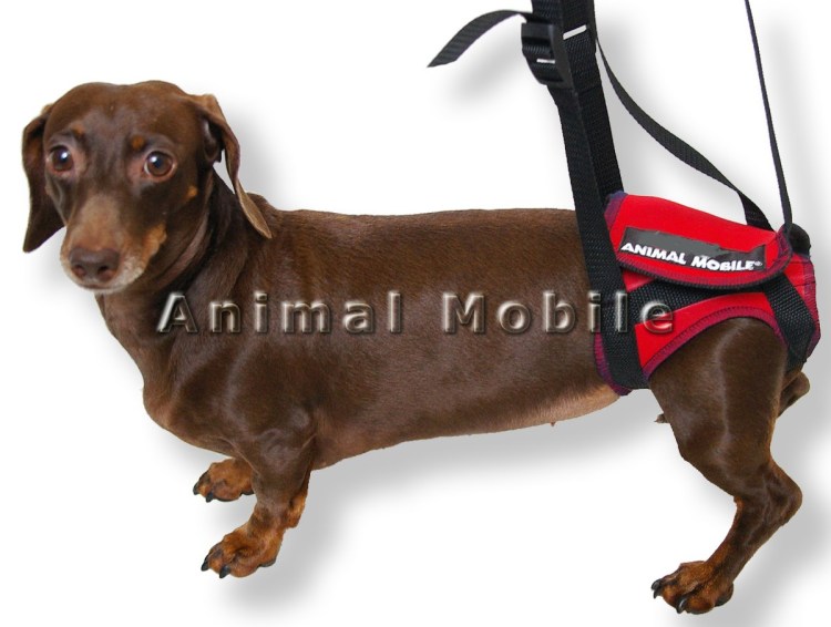 Такса породы Симпл