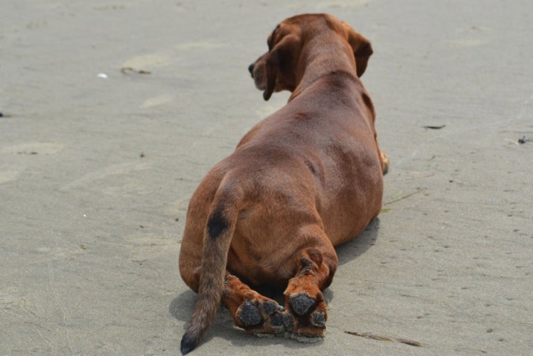 Разжиревшая такса