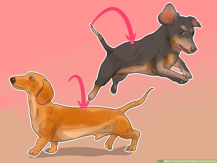 Собака с накаченной спиной