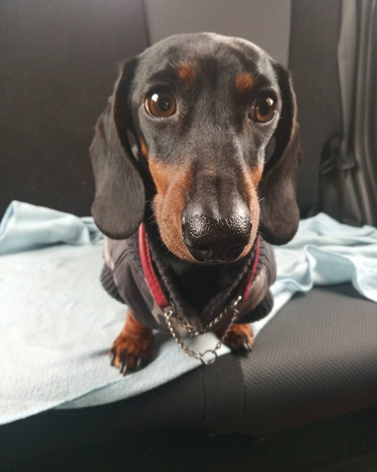 Такса рыжая гладкошерстная