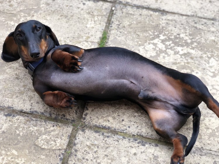 Собака спит