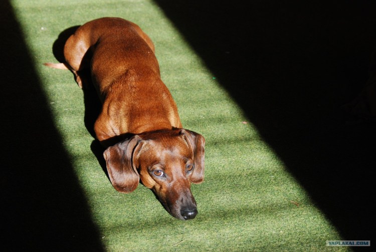 Окрас таксы черно подпалый