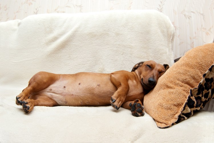 Такса великан