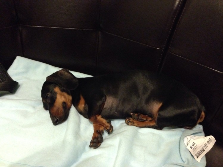 Подстригание когтей у таксы