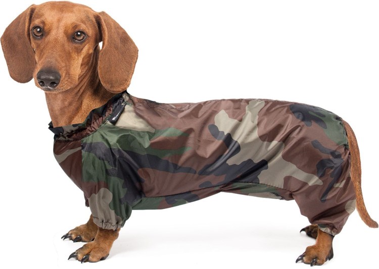 Бойцовая такса