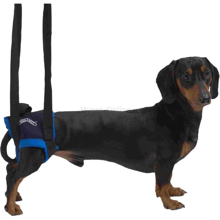 Инвалидная тележка для таксы