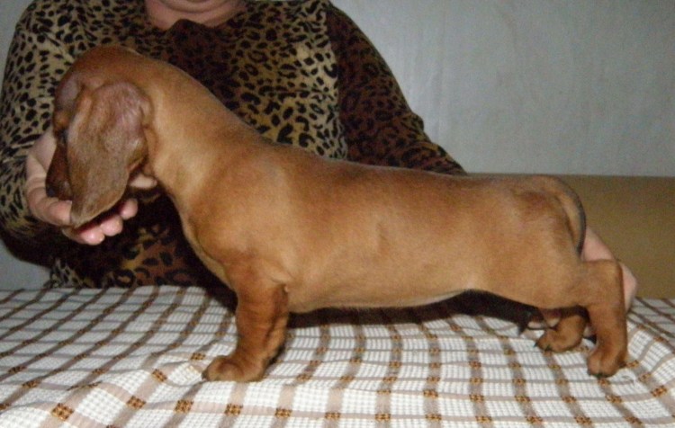 Трафареты собаки