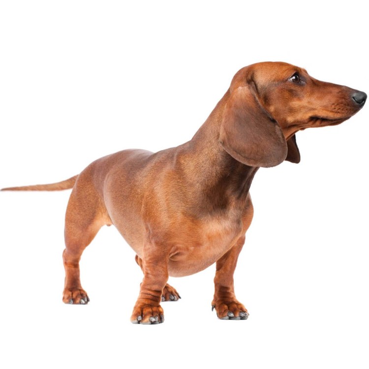 Бельгийская такса