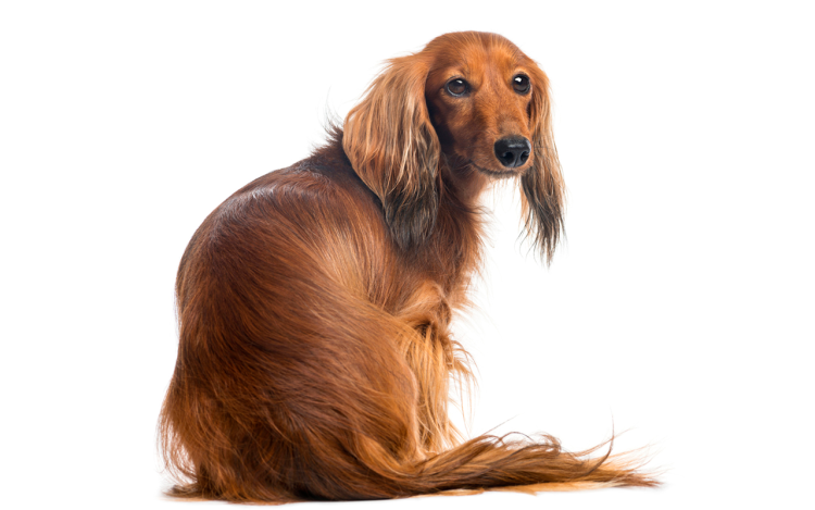 Такса сидит вид сзади