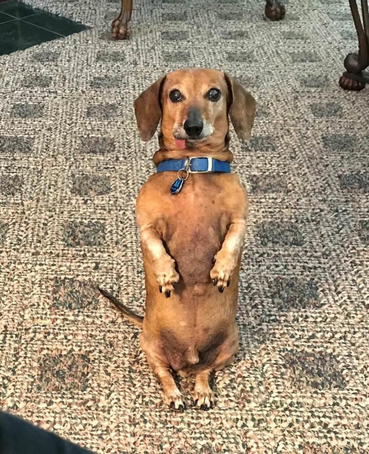 Такса сидит спиной