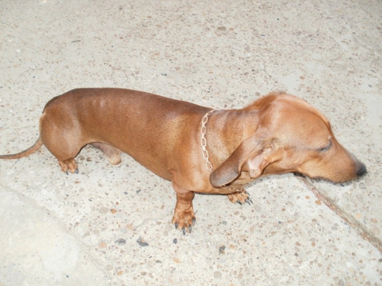 Такса прикол