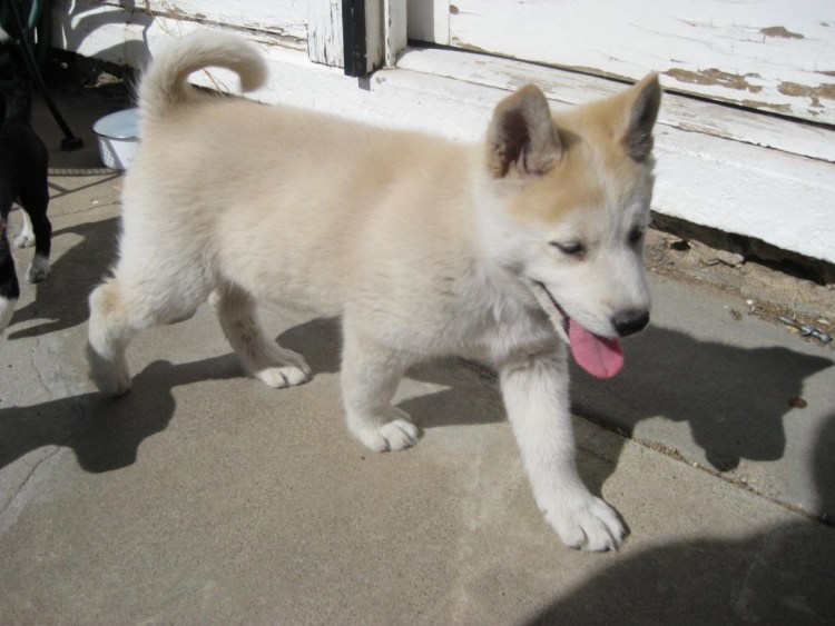 Метис Акита ину и хаски