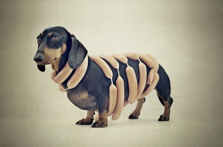 Такса на белом фоне