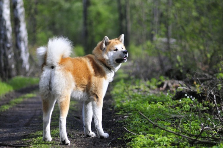 Американская Акита и хаски