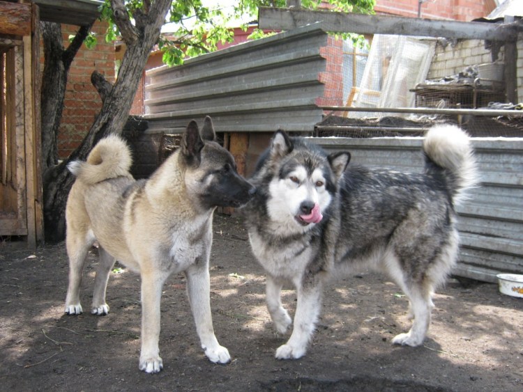 Акита полукровка лабрадор