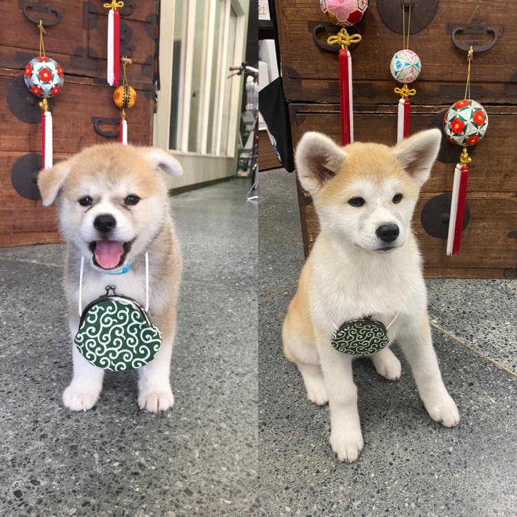 Помесь сиба ину