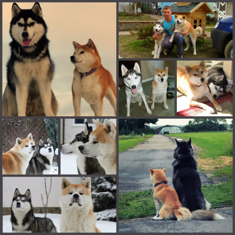 Маламут и Акита