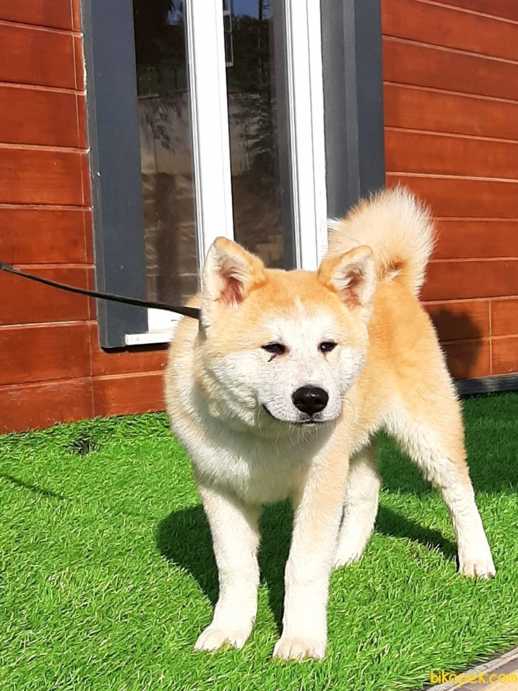 Сибирский хаски и Акита ину