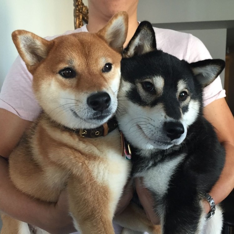 Хаски и Акита ину