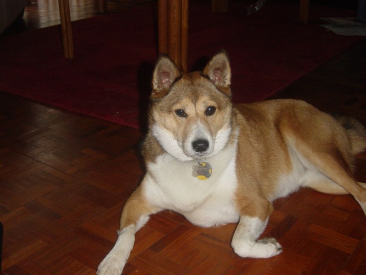 Русская борзая Акита помесь