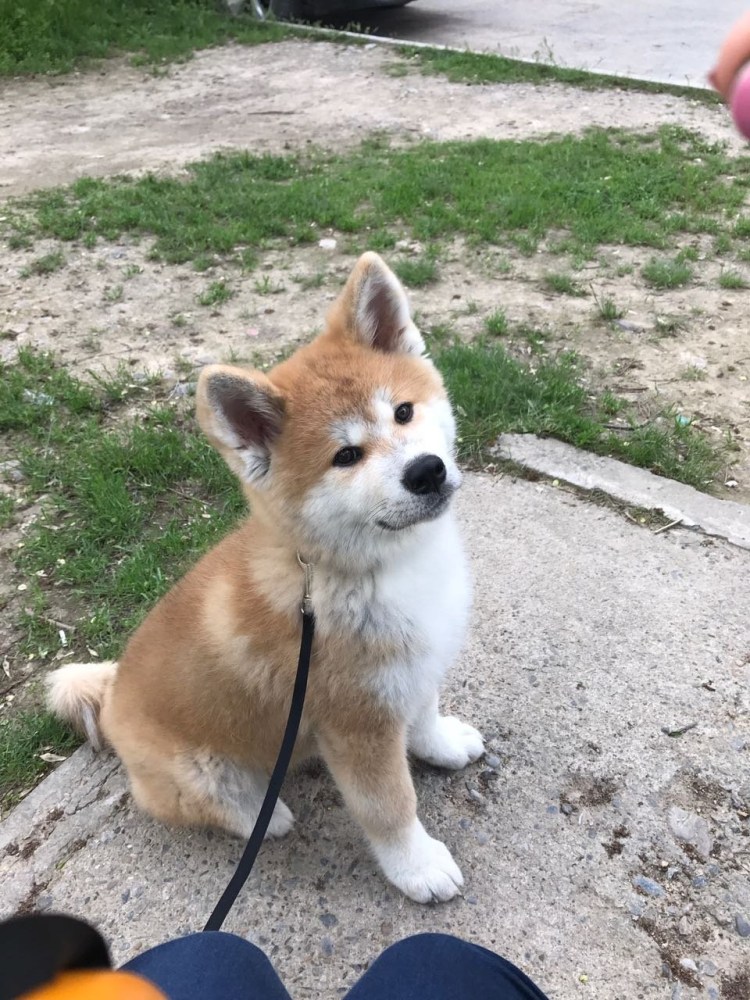 Метис Акита ину