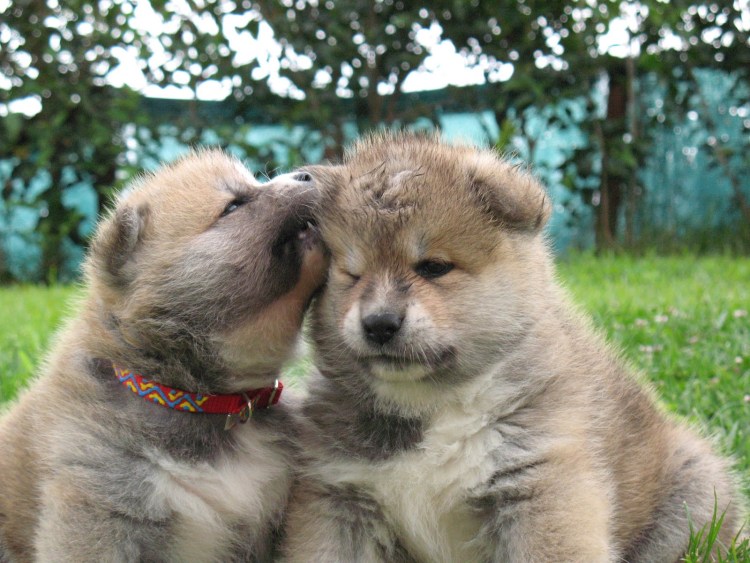Смесь Акита ину и американская Акита