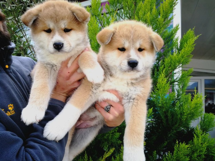 Помесь акиты и хаски