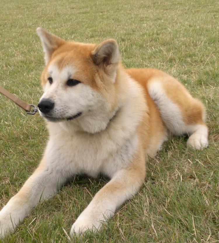 Лайка Акита ину