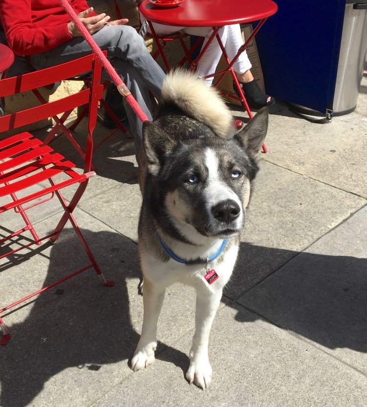 Американский сиба ину