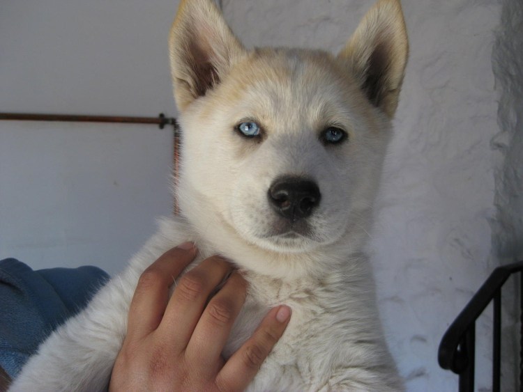 Помесь акиты и хаски