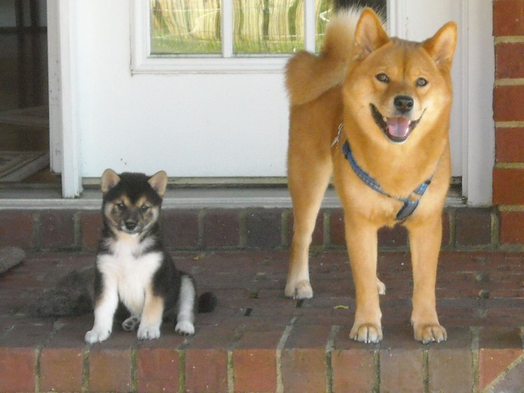 Сиба ину и хаски Акита