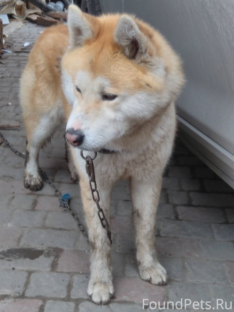 Метис Акита ину и хаски
