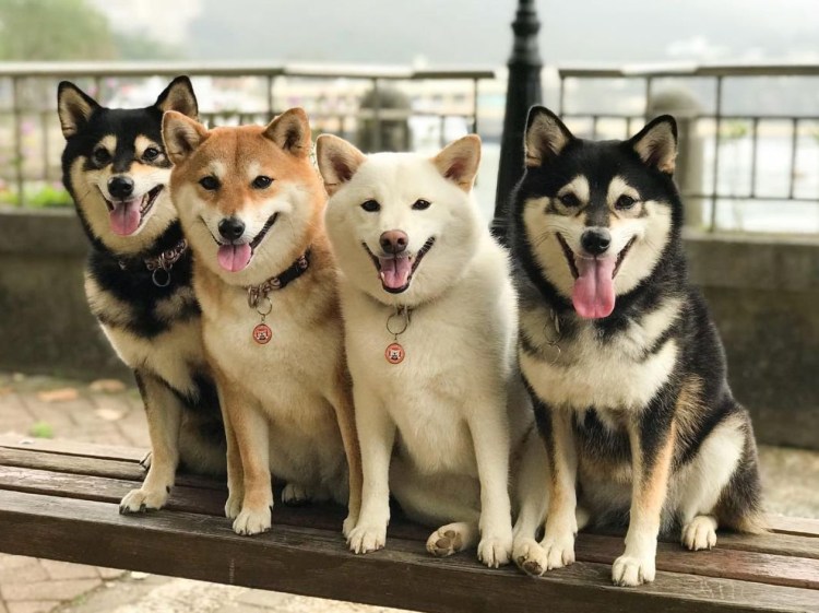 Собака корги Акита