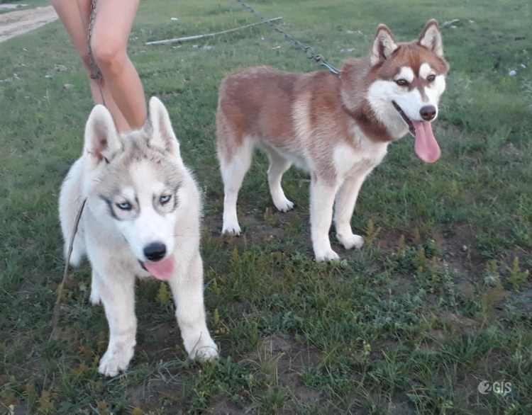 Акита ину и золотистый ретривер