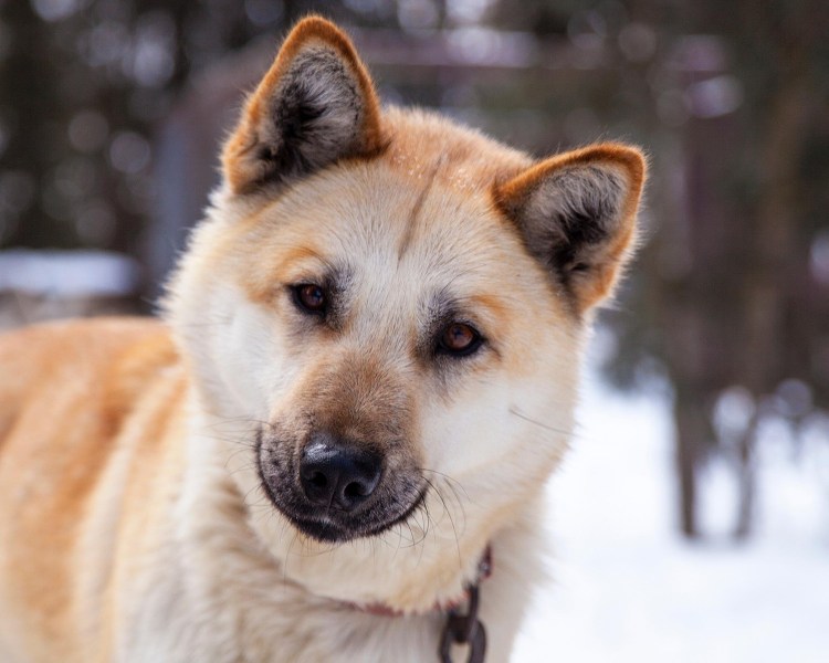 Лайка Акита ину